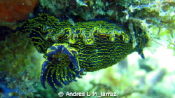 SEA SLUG WITH OPEN CERATA!!!
AND MANTTLE by Andres L-M_larraz 